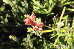 Penaea cneorum cneorum