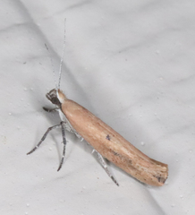 Ypsolopha ochrella