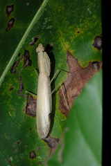 Sinomantis denticulata