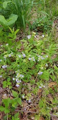 Polemonium reptans reptans