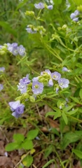 Polemonium reptans reptans