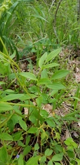 Polemonium reptans reptans