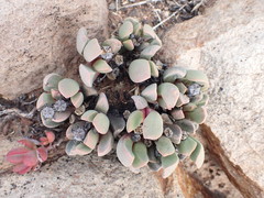 Cerochlamys pachyphylla