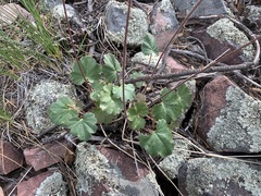 Heuchera glomerulata