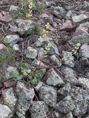 Heuchera glomerulata