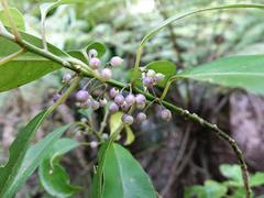 Melicytus macrophyllus