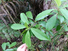 Melicytus macrophyllus