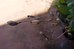 Agalinis communis