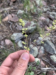 Heuchera glomerulata