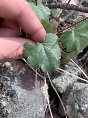 Heuchera glomerulata
