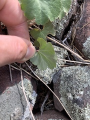 Heuchera glomerulata