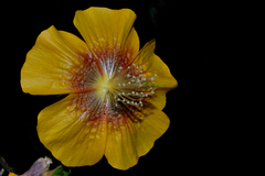 Abutilon persicum