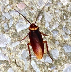 Periplaneta americana
