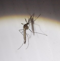 Aedes epactius