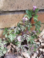 Geranium robertianum