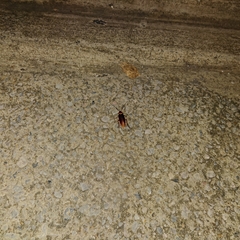 Periplaneta americana