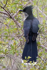 Clamator levaillantii