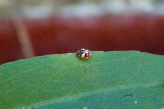 Psyllobora bicongregata