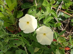 Thunbergia dregeana
