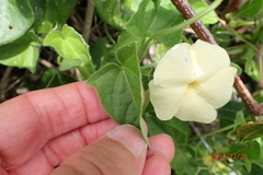 Thunbergia dregeana