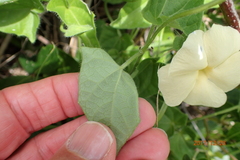 Thunbergia dregeana