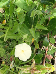 Thunbergia dregeana
