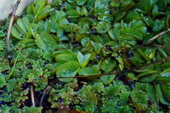 Salvinia biloba