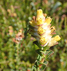 Penaea cneorum cneorum