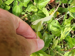 Thunbergia dregeana