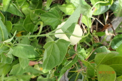 Thunbergia dregeana