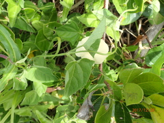 Thunbergia dregeana