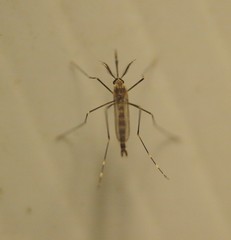 Aedes epactius