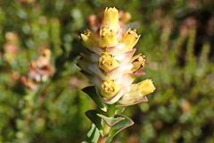 Penaea cneorum cneorum