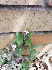 Geranium robertianum