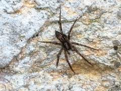 Liocranum