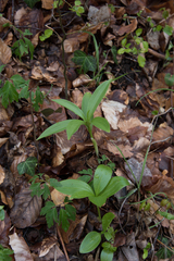 Lilium martagon martagon