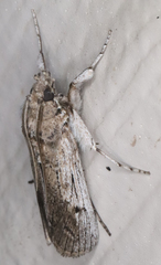 Melitara subumbrella