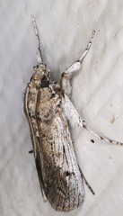 Melitara subumbrella