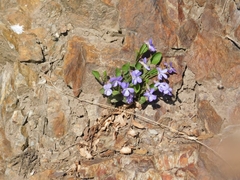 Viola rupestris