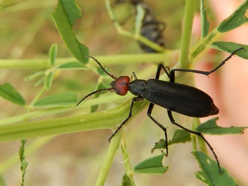 Epicauta rufidorsum