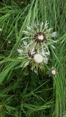 Taraxacum
