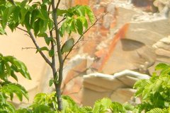 Phylloscopus bonelli