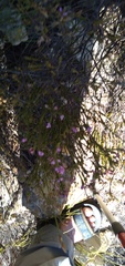 Lachnaea grandiflora