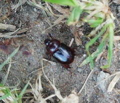 Temnorhynchus retusus