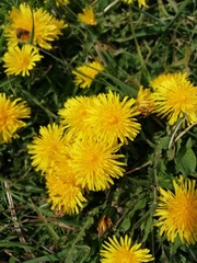 Cichorieae
