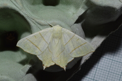 Ourapteryx sambucaria