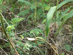 Stegodyphus dumicola