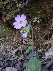 Primula obconica