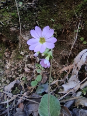 Primula obconica