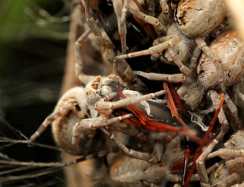 Photo of African Social Spider (Stegodyphus dumicola)